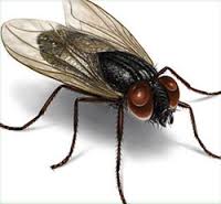 housefly